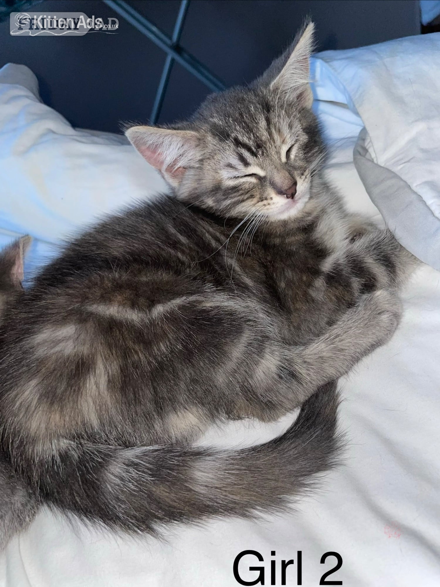  1 female Kitten