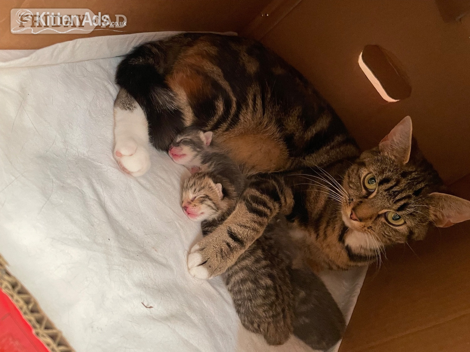  1 female Kitten in Preston