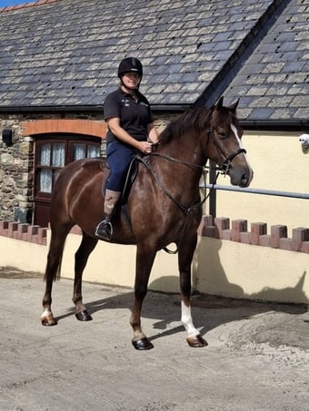 " Ajax Sparkle" Liver Chestnut Gelding All Rounder