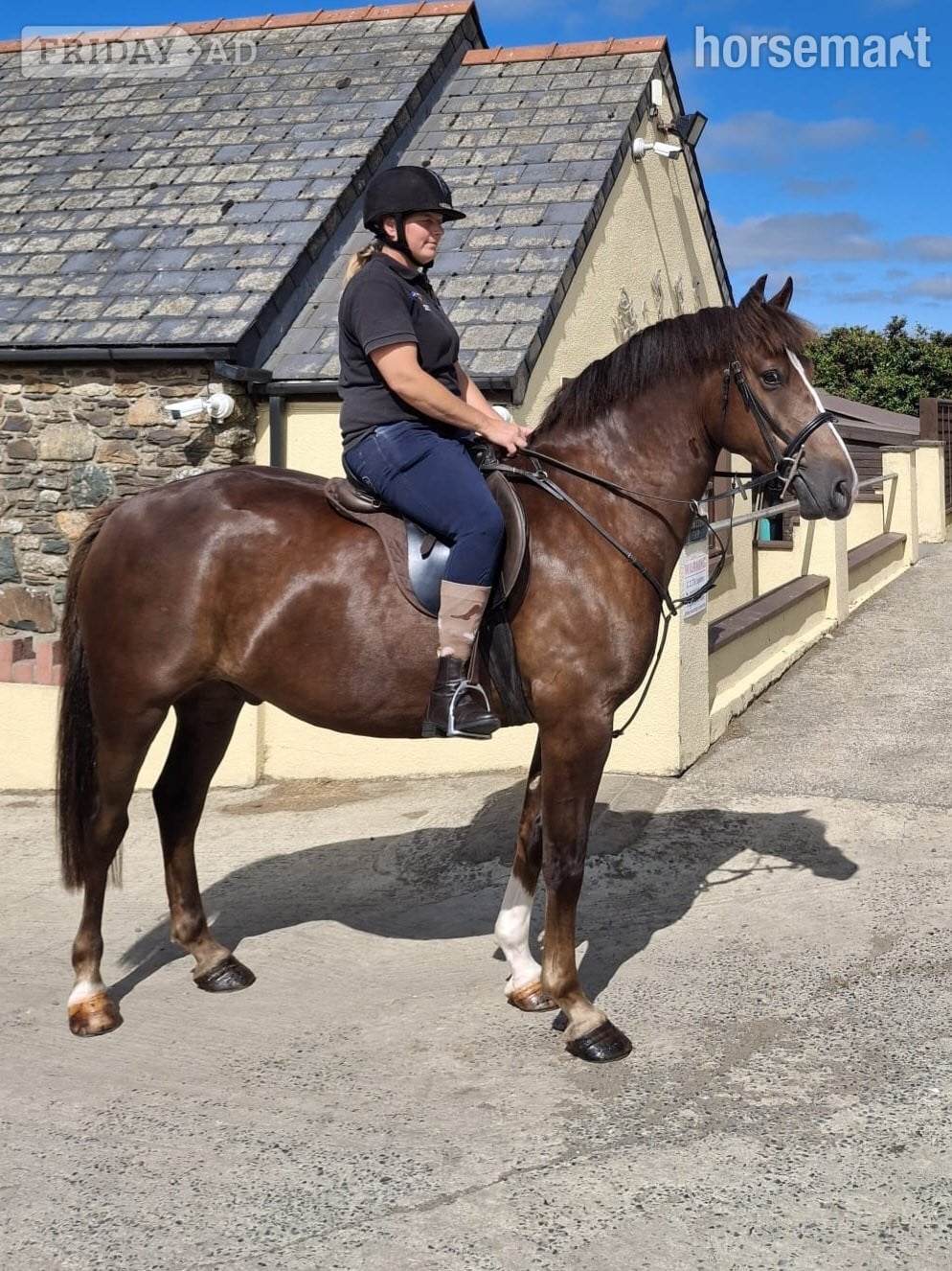Fishguard " Ajax Sparkle" Liver Chestnut Gelding All Rounder