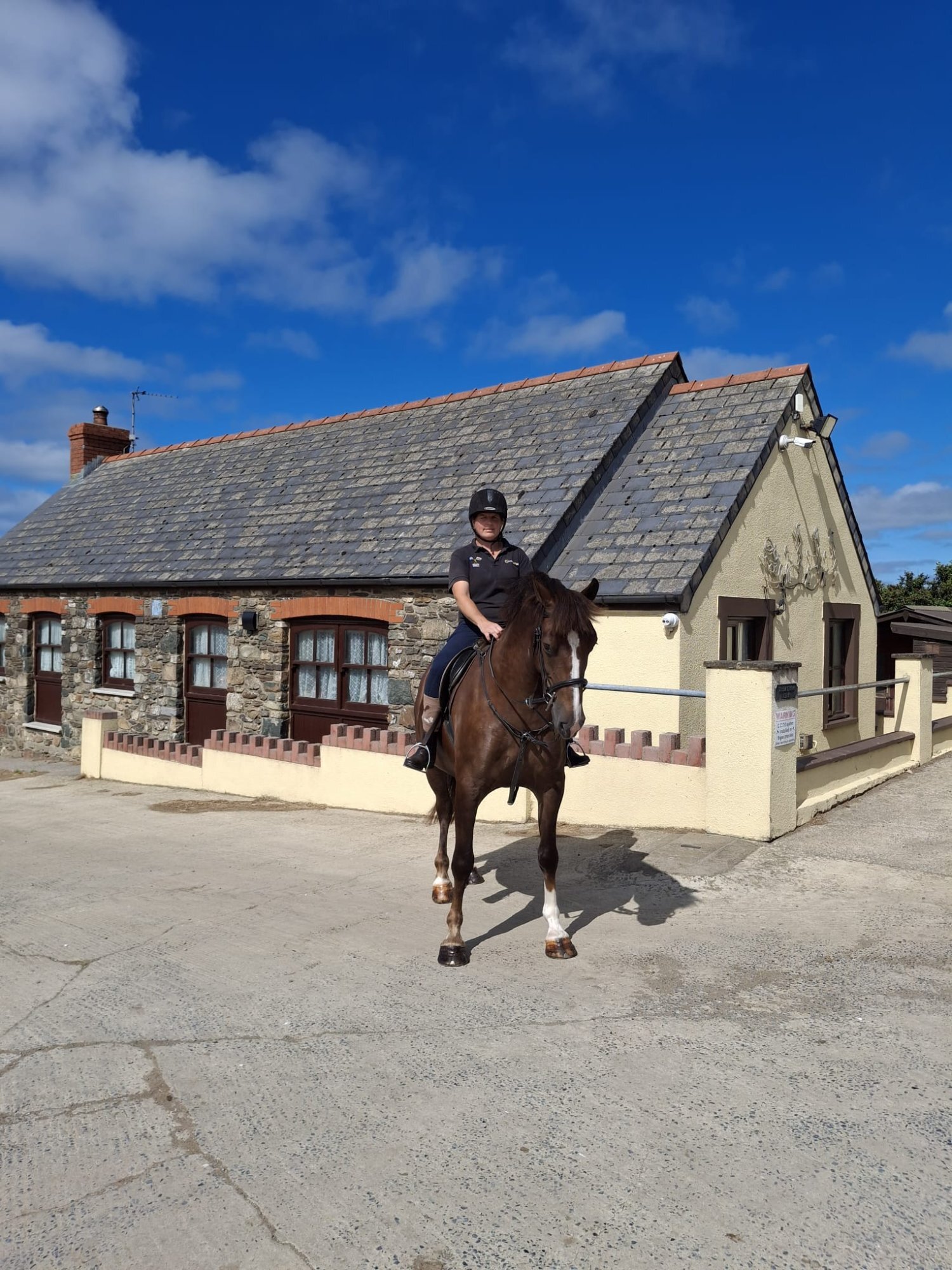 " Ajax Sparkle" Liver Chestnut Gelding All Rounder - Horses in Fishguard