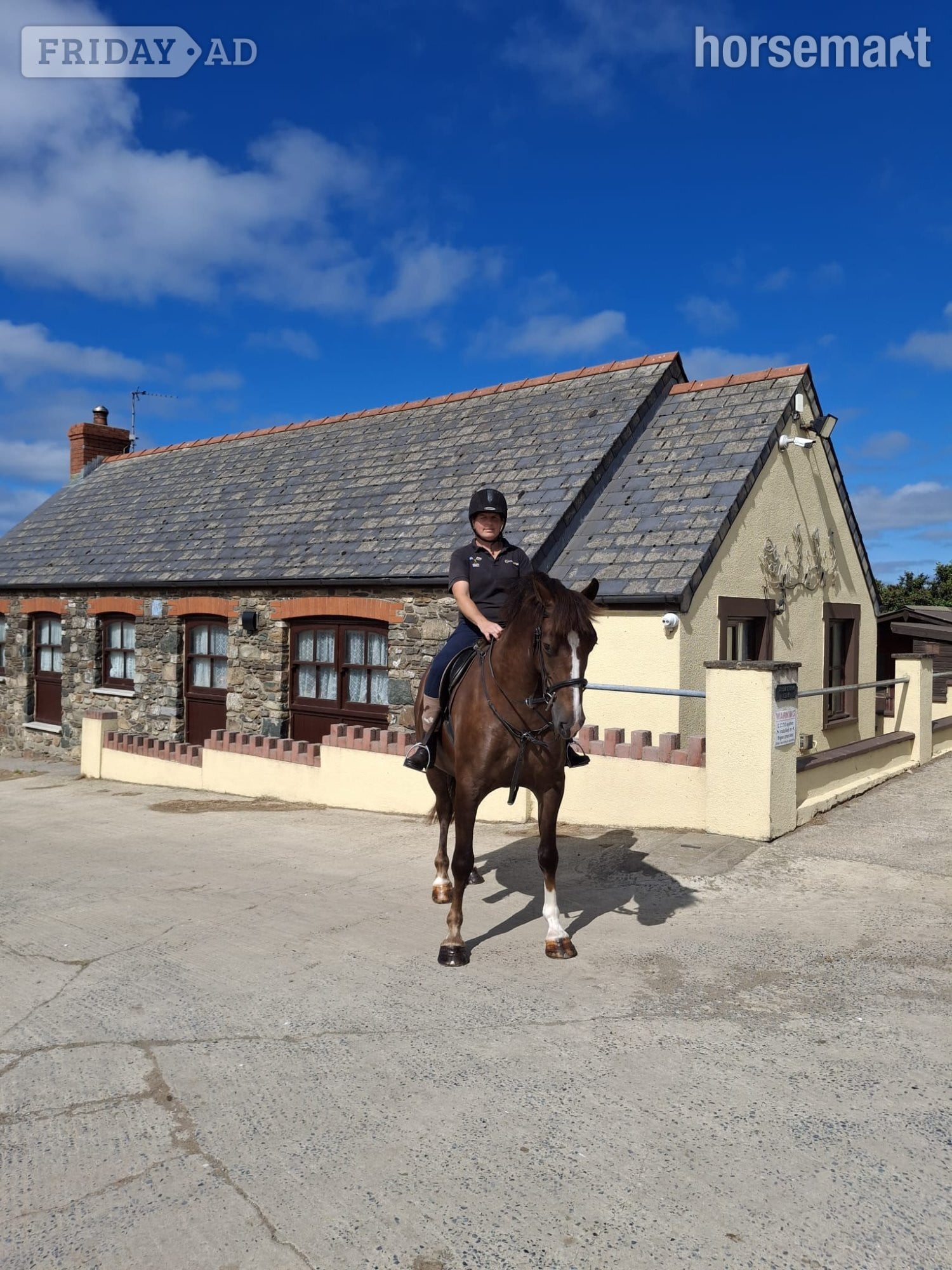 " Ajax Sparkle" Liver Chestnut Gelding All Rounder - Horses in Fishguard
