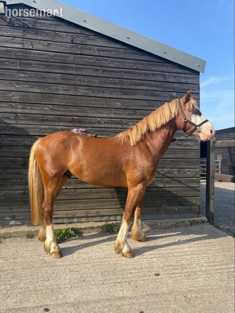 "Treasure chest" Chestnut Colt All Rounder