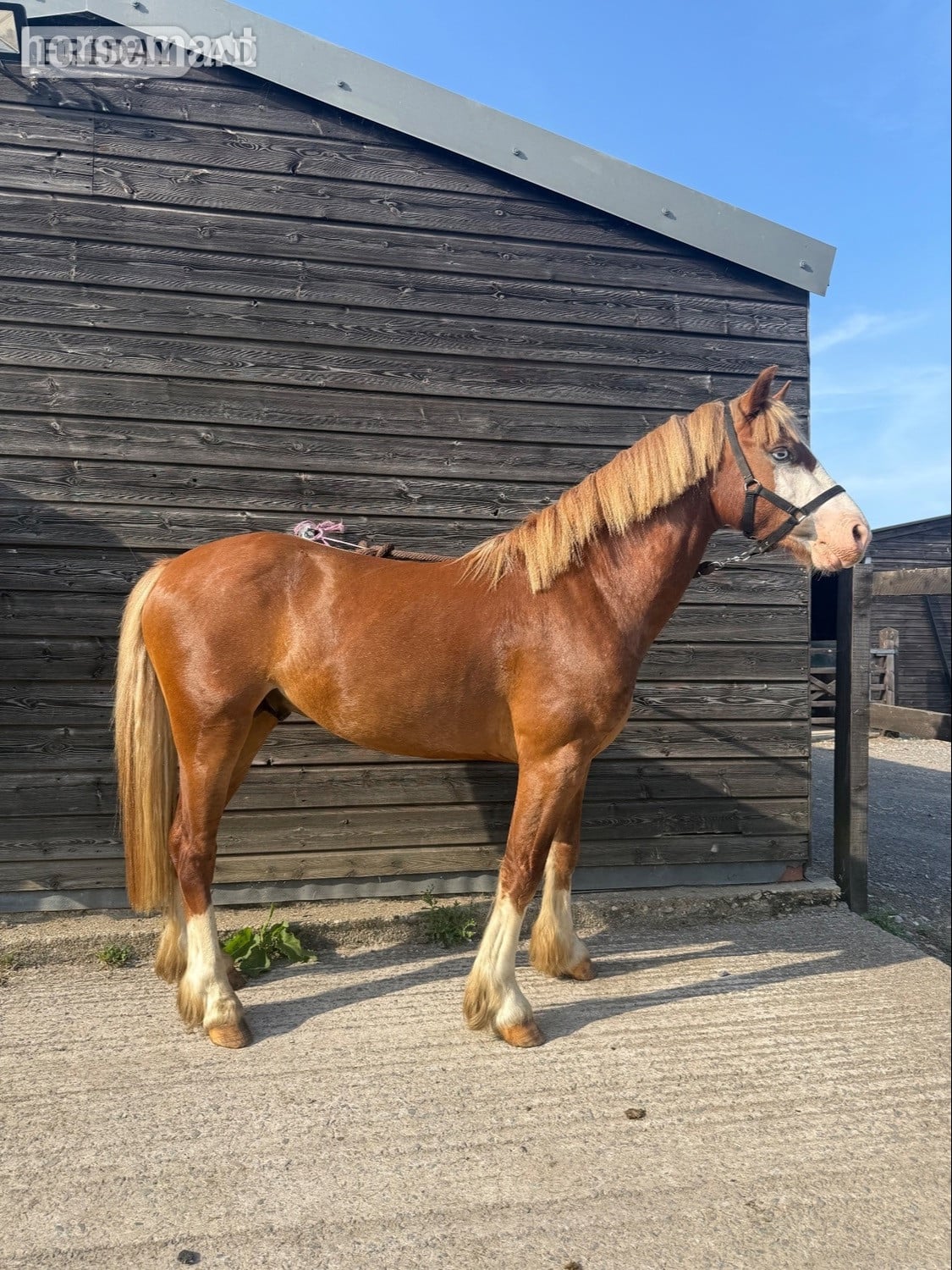 "Treasure chest" Chestnut Colt All Rounder in Crewkerne