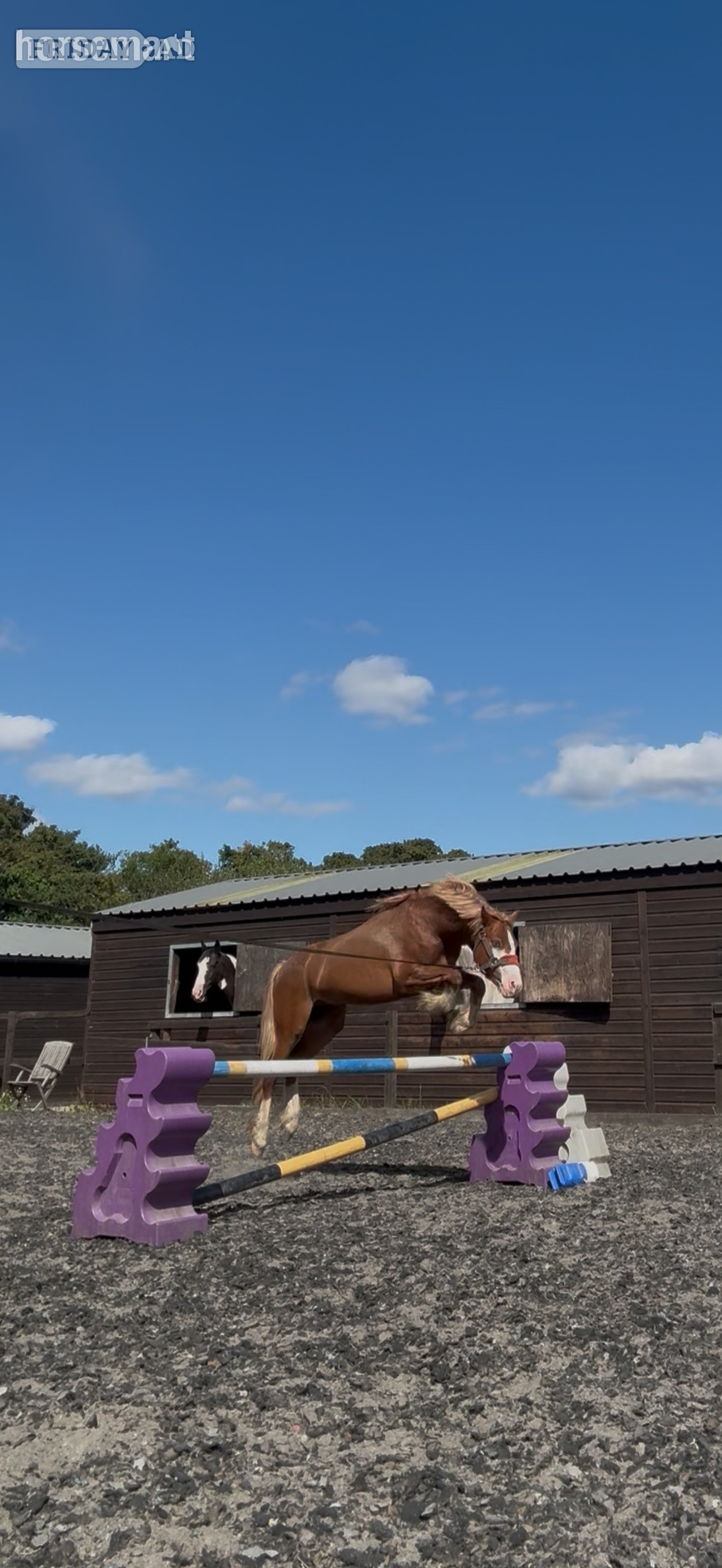 "Treasure chest" Chestnut Colt All Rounder