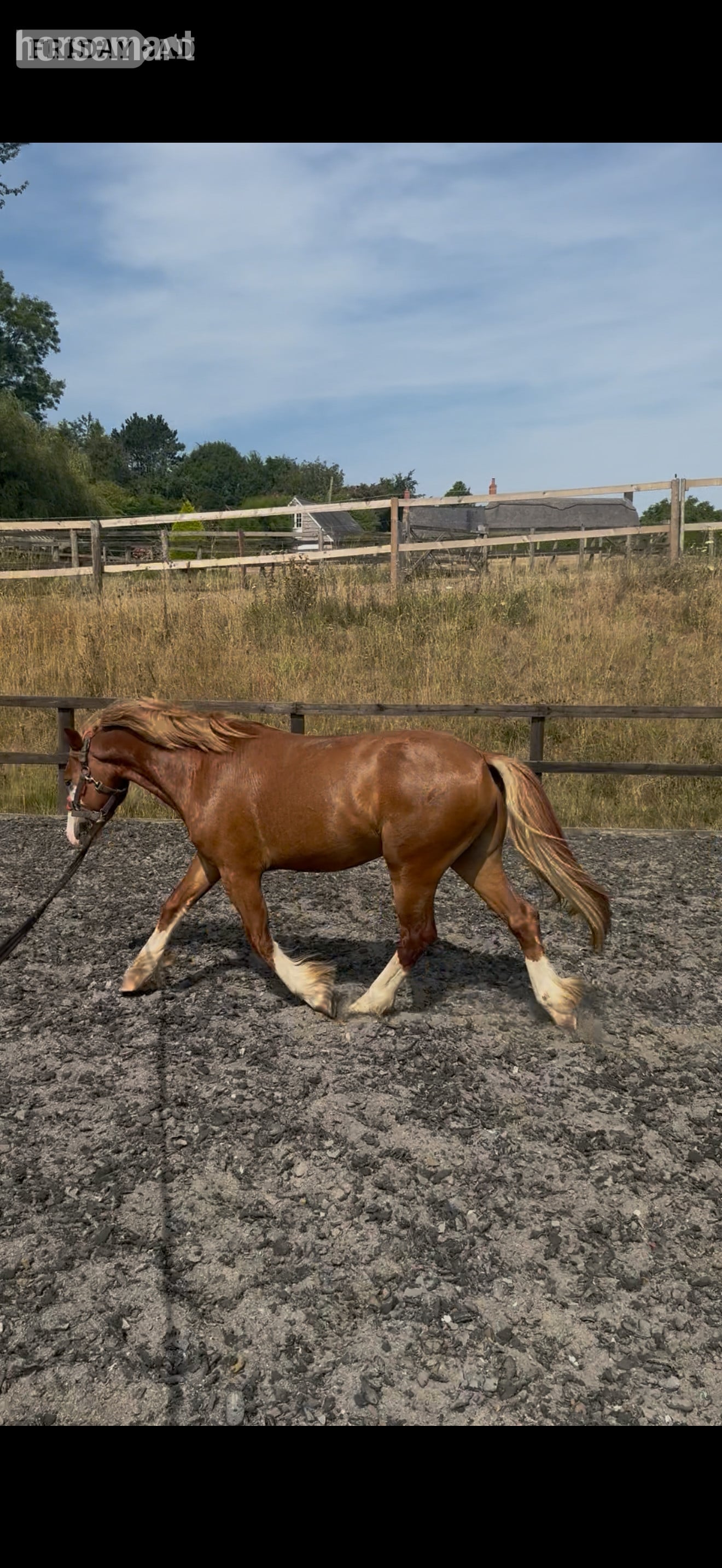 Crewkerne "Treasure chest" Chestnut Colt All Rounder