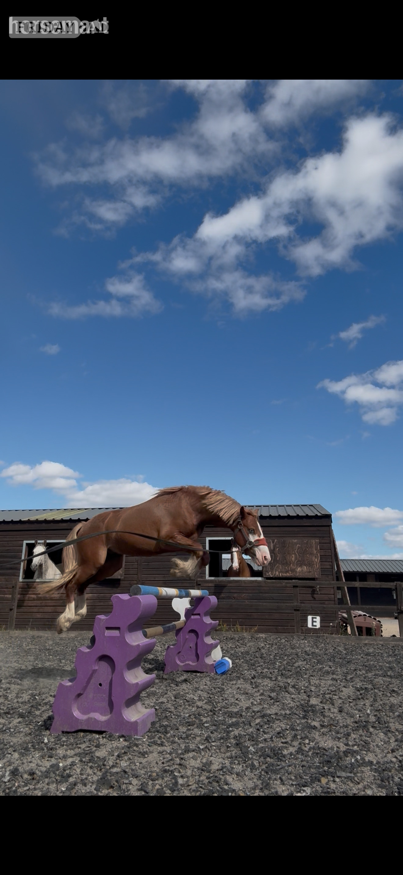 "Treasure chest" Chestnut Colt All Rounder - Horses in Crewkerne