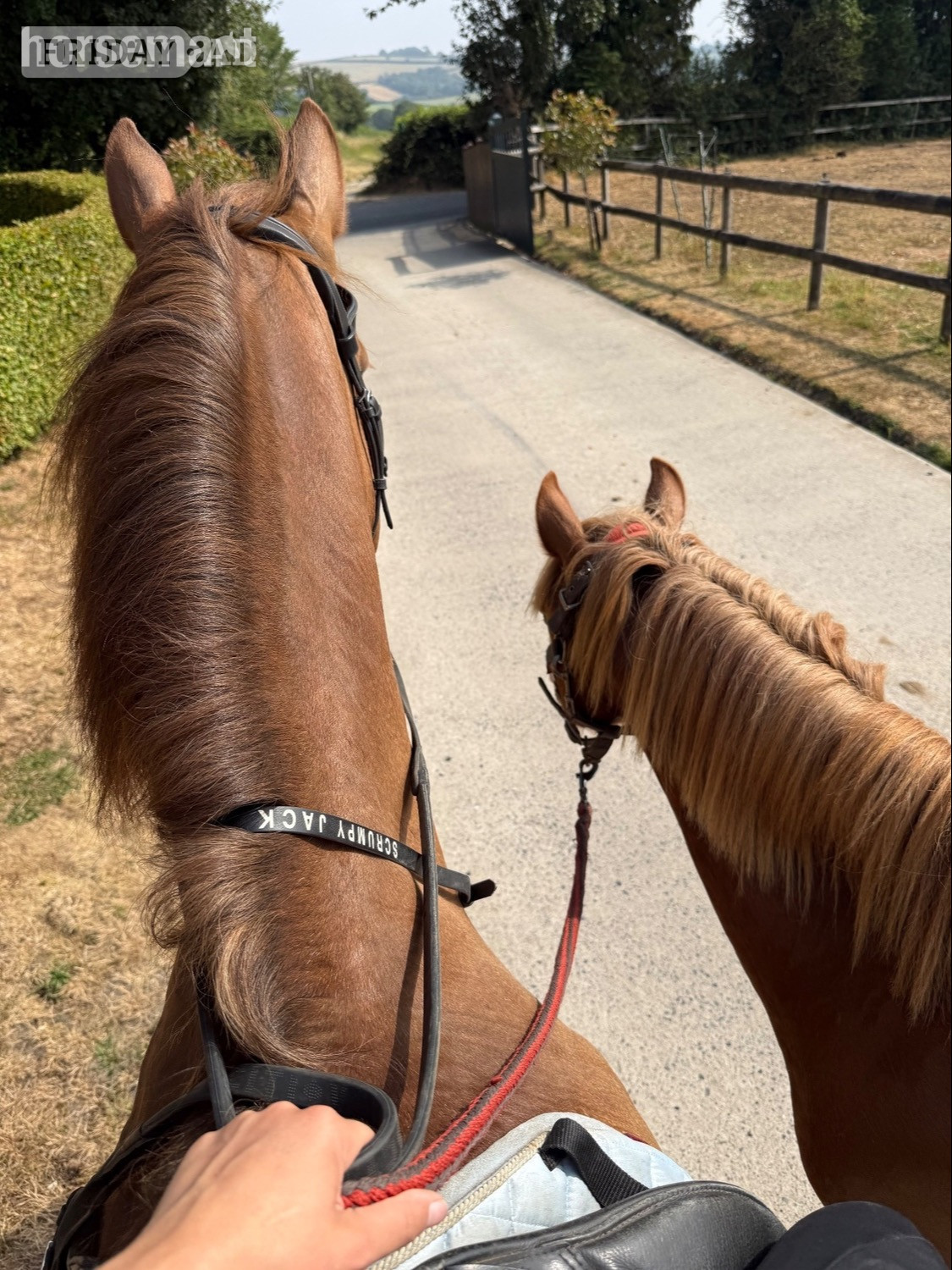 "Treasure chest" Chestnut Colt All Rounder - Horses