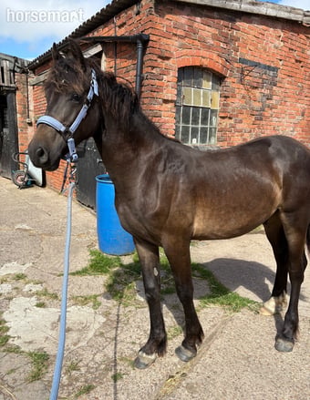 "Maesmynach Zoro" Dark Bay Gelding Youngstock / Foal