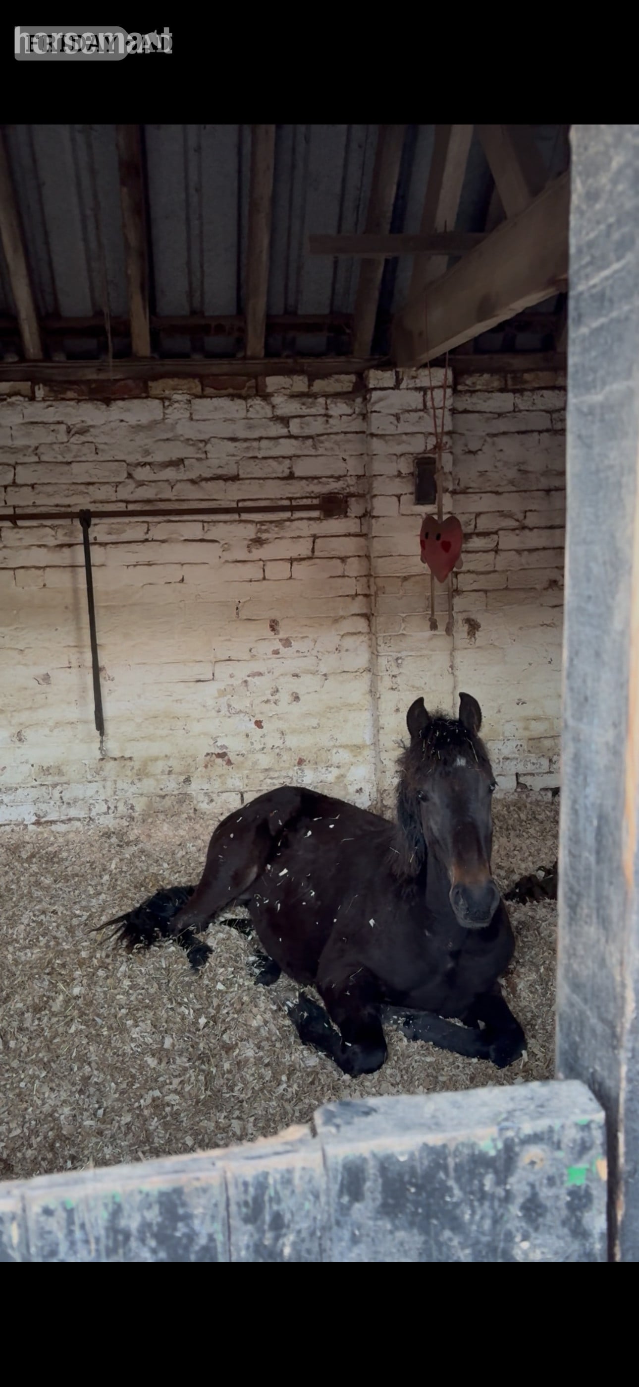 "Maesmynach Zoro" Dark Bay Gelding Youngstock / Foal
