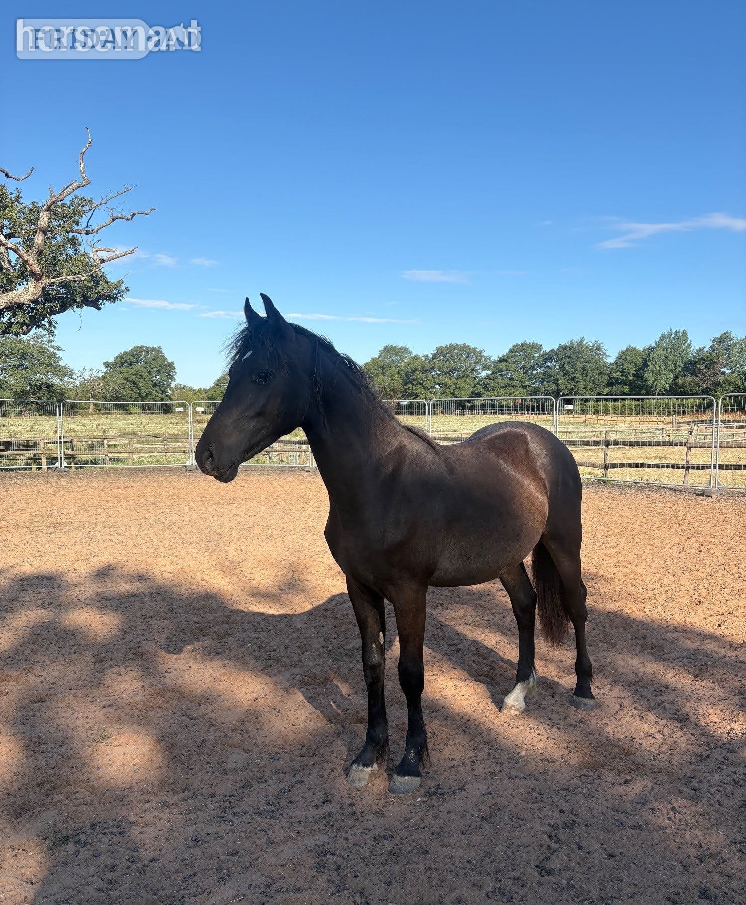 Birmingham "Maesmynach Zoro" Dark Bay Gelding Youngstock / Foal