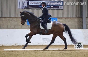 "Rafiki " Bay Gelding Dressage Horse