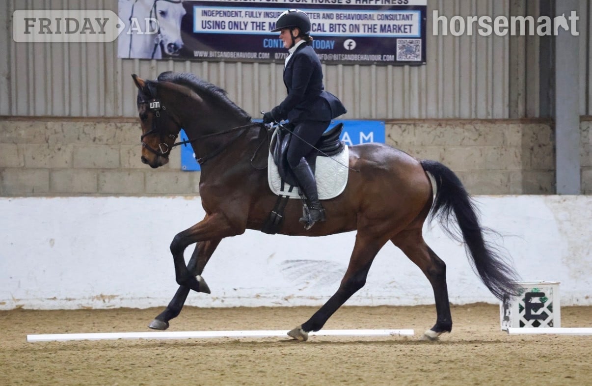 "Rafiki " Bay Gelding Dressage Horse in Great Yarmouth