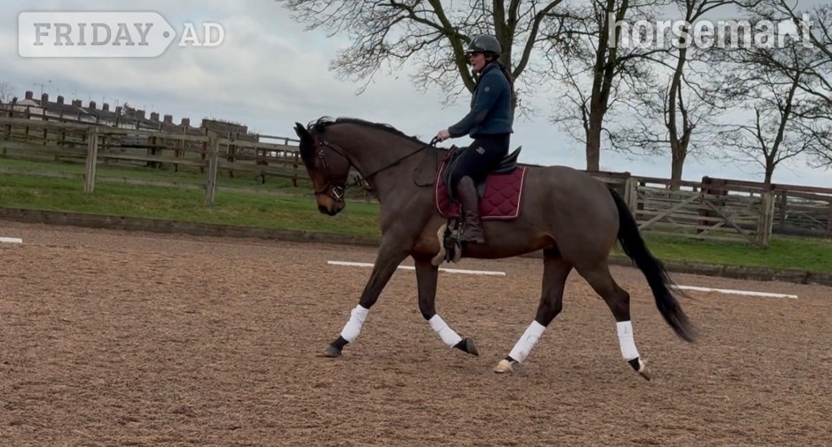 "Rafiki " Bay Gelding Dressage Horse