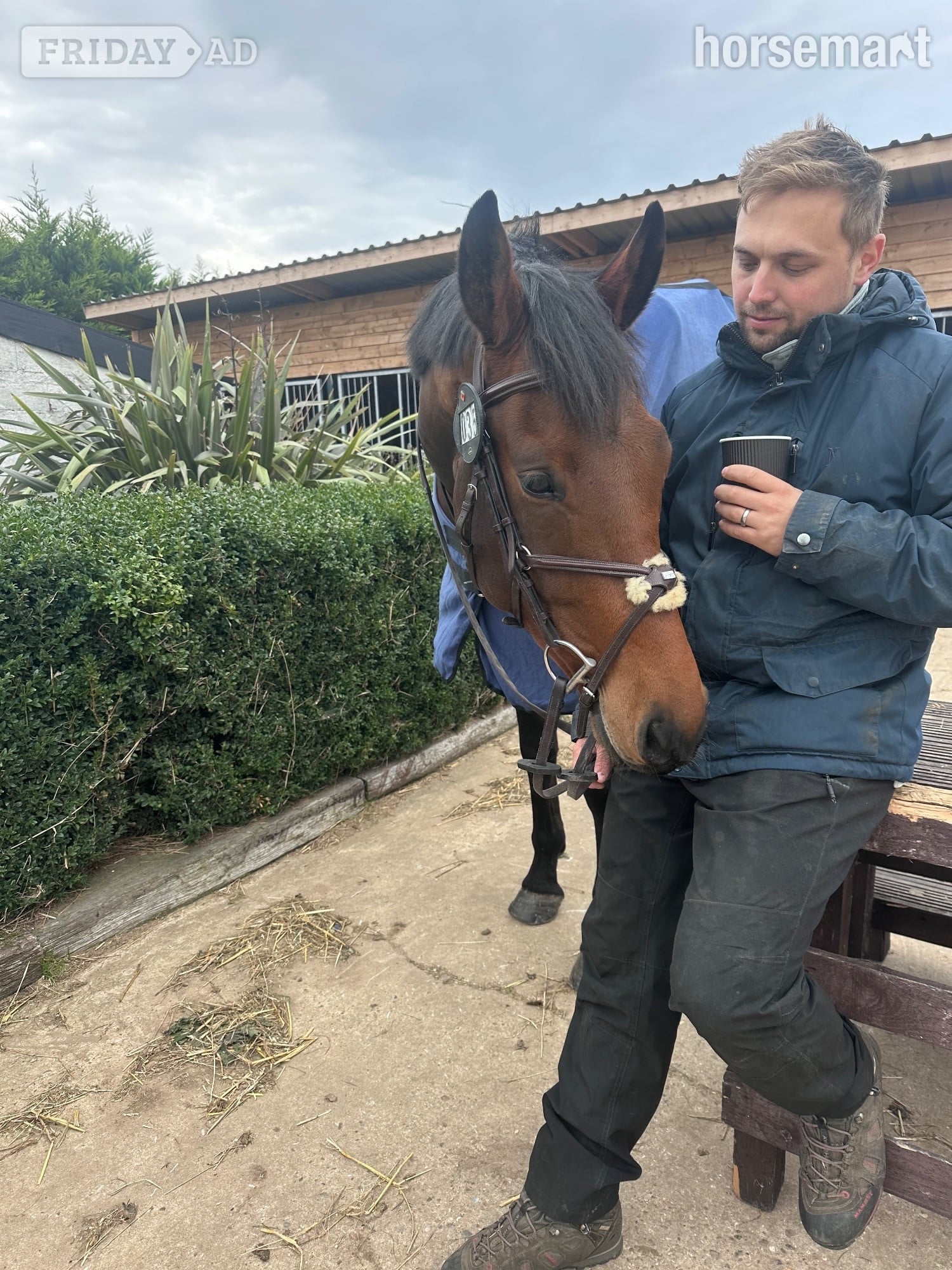 Great Yarmouth "Rafiki " Bay Gelding Dressage Horse