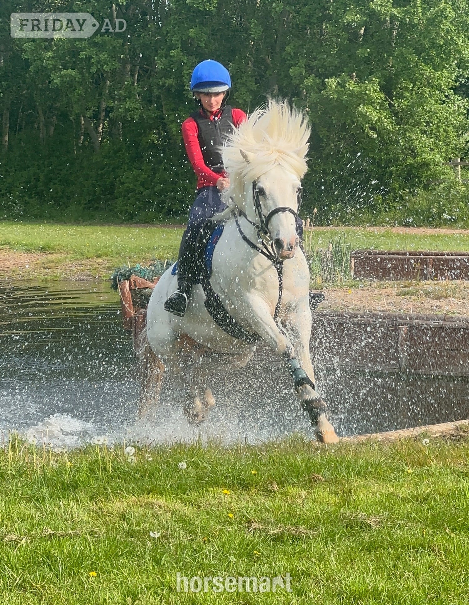 "Rueben" White Gelding All Rounder