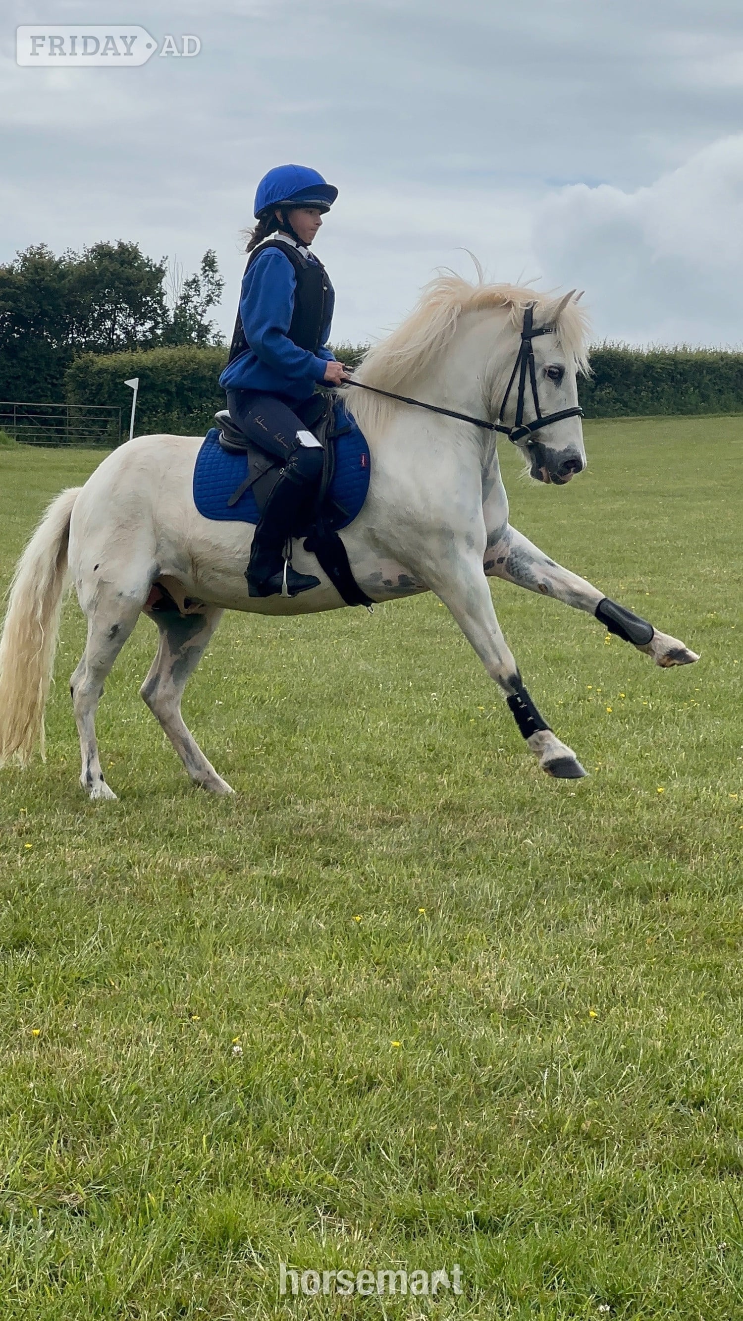 Bristol "Rueben" White Gelding All Rounder