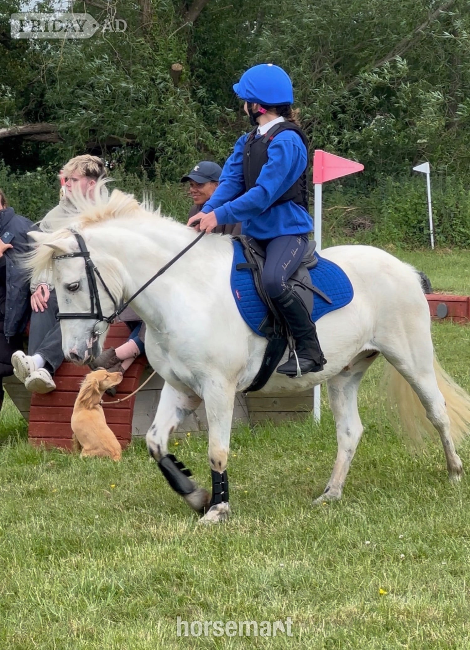 "Rueben" White Gelding All Rounder - Horses