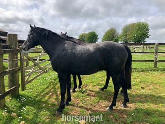 "Evening Exuberance " Steel Grey Gelding Young Sport Horse