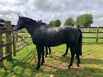 "Evening Exuberance " Steel Grey Gelding Young Sport Horse