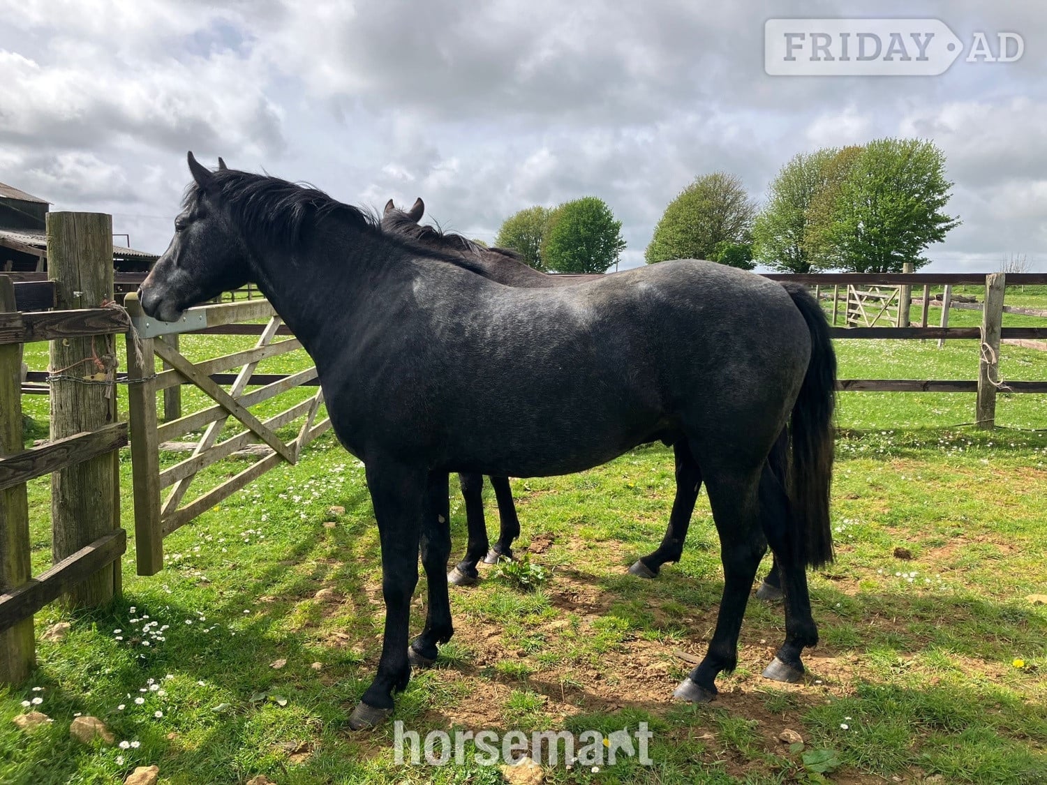 "Evening Exuberance " Steel Grey Gelding Young Sport Horse in Rugby