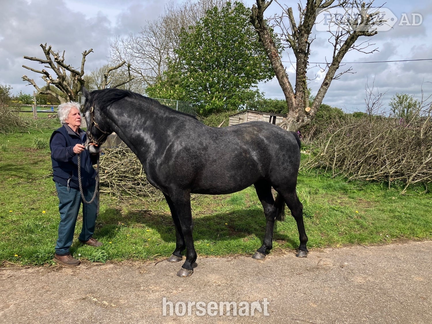 Rugby "Evening Exuberance " Steel Grey Gelding Young Sport Horse
