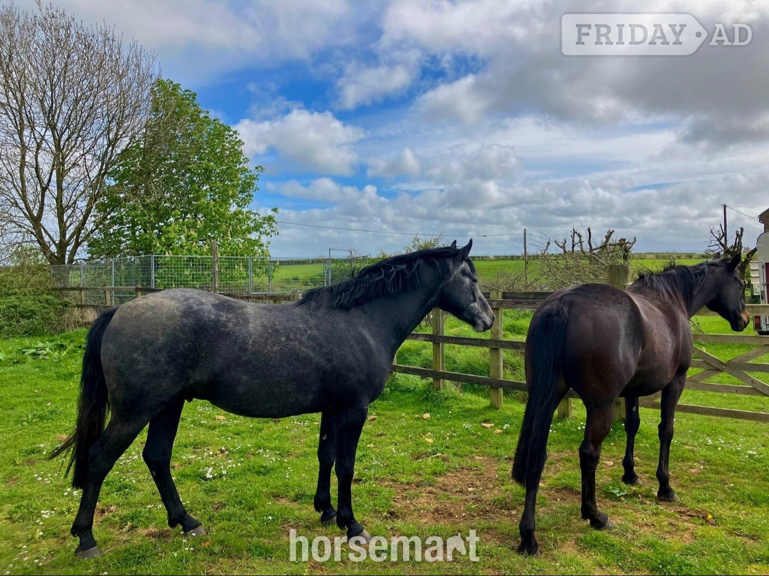 "Evening Exuberance " Steel Grey Gelding Young Sport Horse