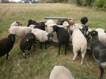 Shetland gimmers. Pedigree SSS registered.