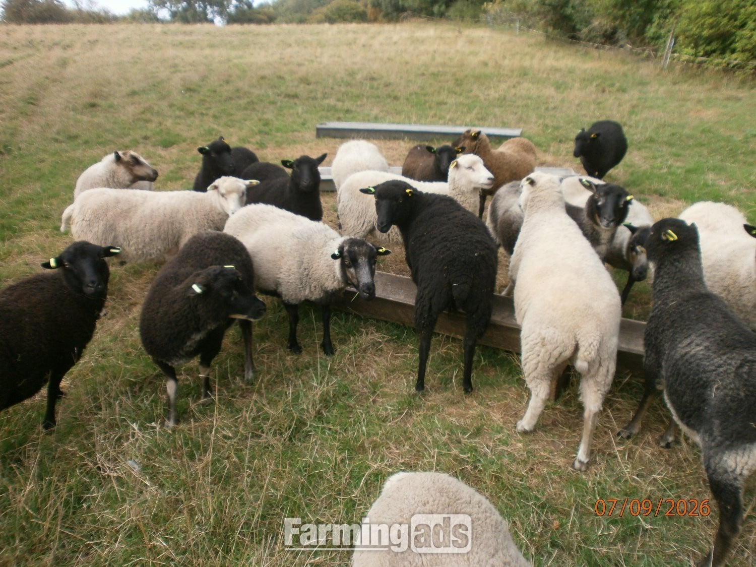Shetland gimmers. Pedigree SSS registered. in Brigg