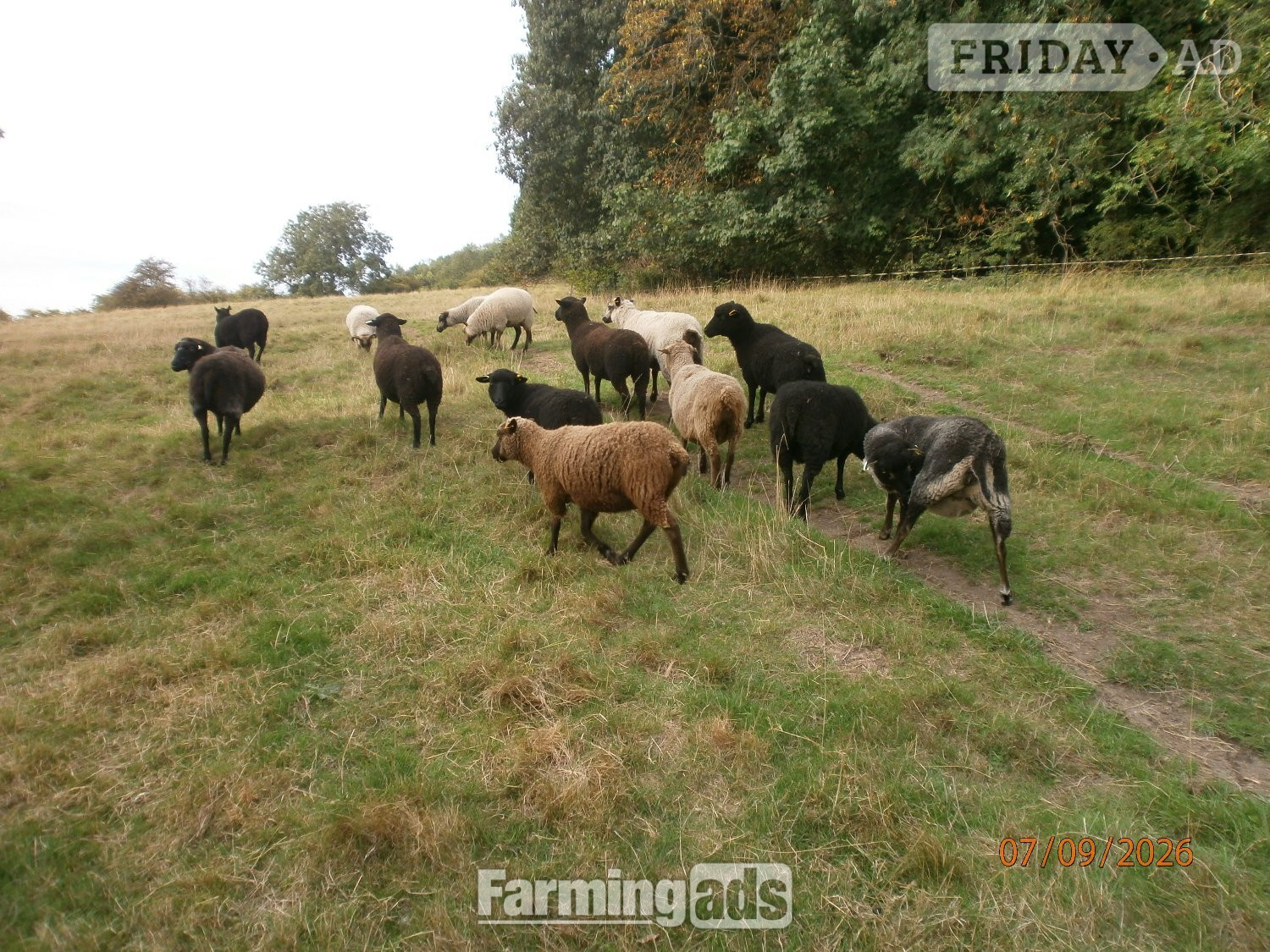Shetland gimmers. Pedigree SSS registered.