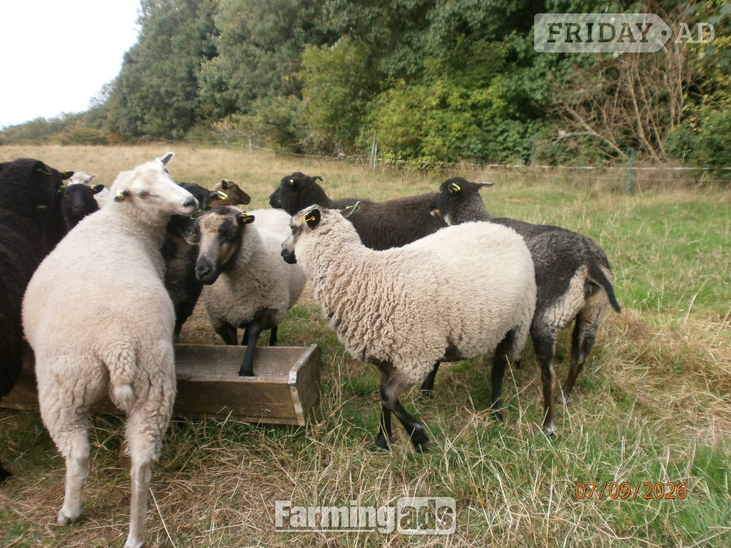 Brigg Shetland gimmers. Pedigree SSS registered.