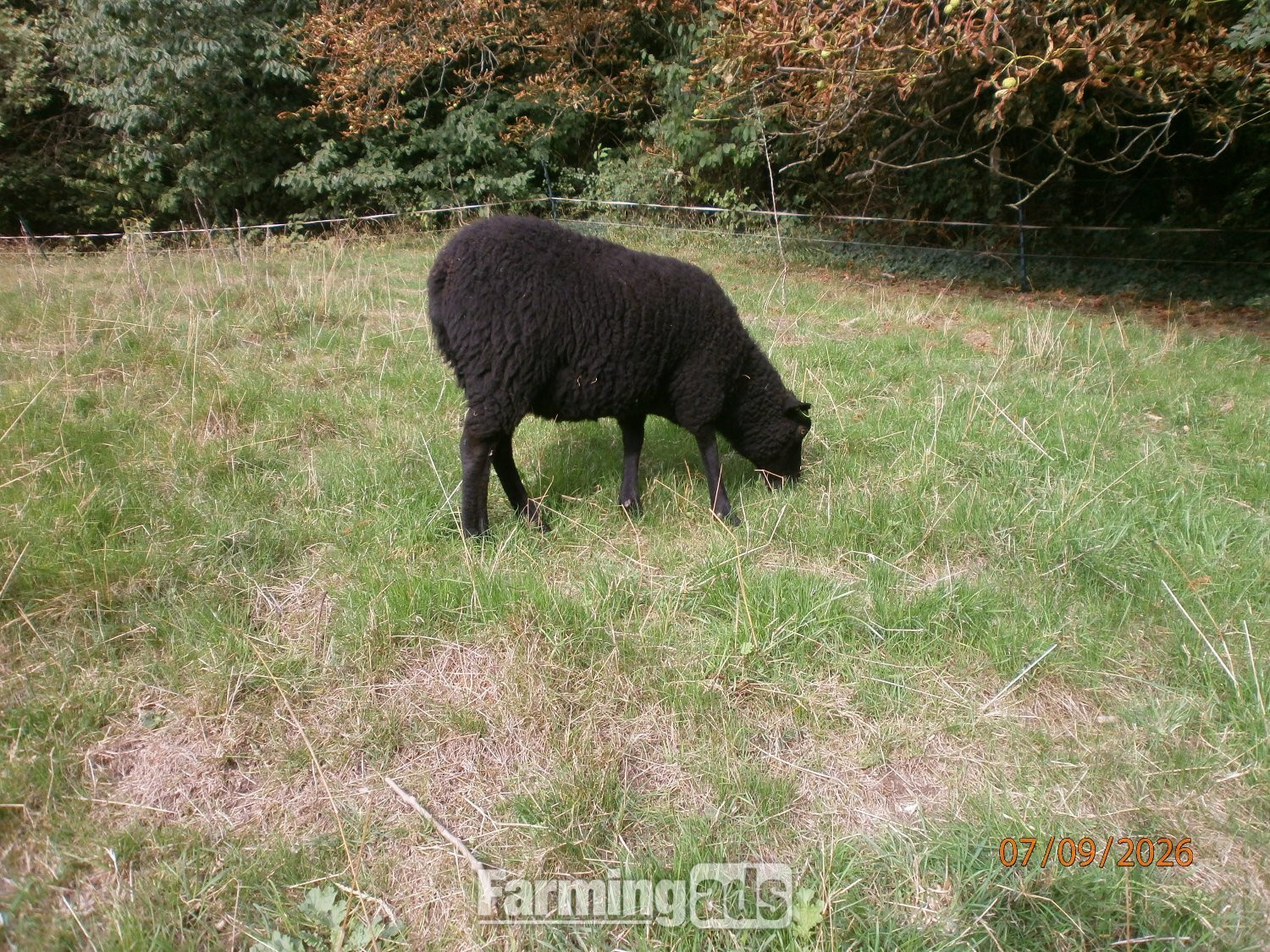 Shetland gimmers. Pedigree SSS registered. - Livestock