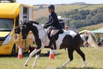 "SB Phinal Phenomenal ✨" Piebald Gelding All Rounder