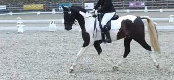 "SB Phinal Phenomenal ✨" Piebald Gelding All Rounder