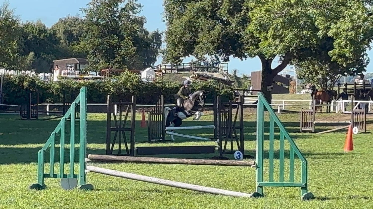 Pontyclun "SB Phinal Phenomenal ✨" Piebald Gelding All Rounder