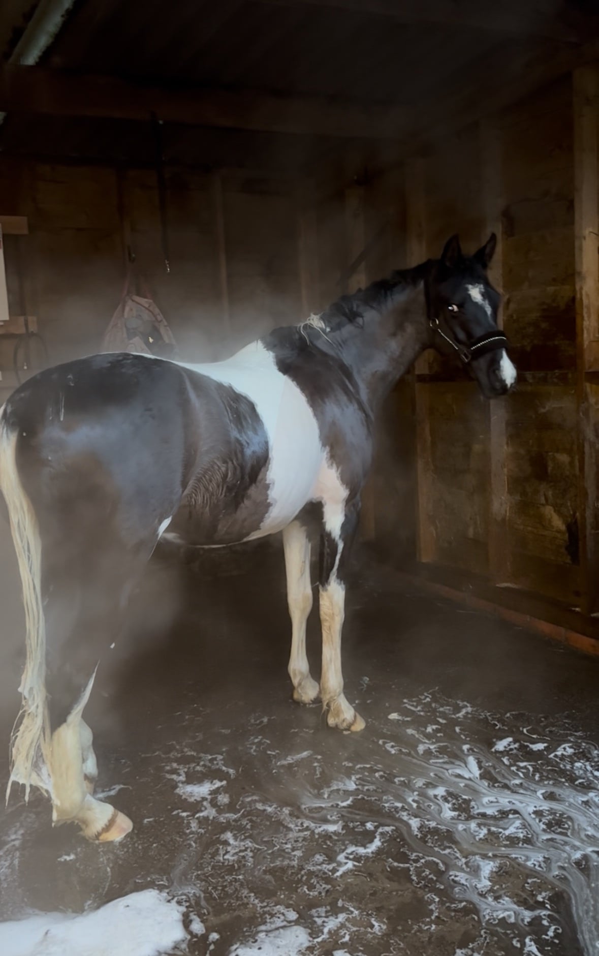 "SB Phinal Phenomenal ✨" Piebald Gelding All Rounder - Horses in Pontyclun