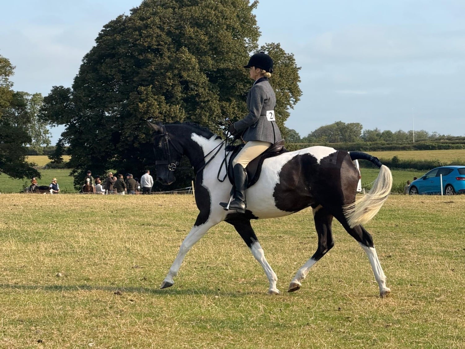 "SB Phinal Phenomenal ✨" Piebald Gelding All Rounder - Horses