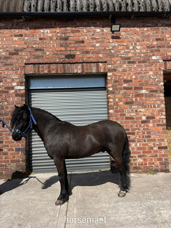 "Louis" Black Gelding Lead Rein/First Ridden Pony