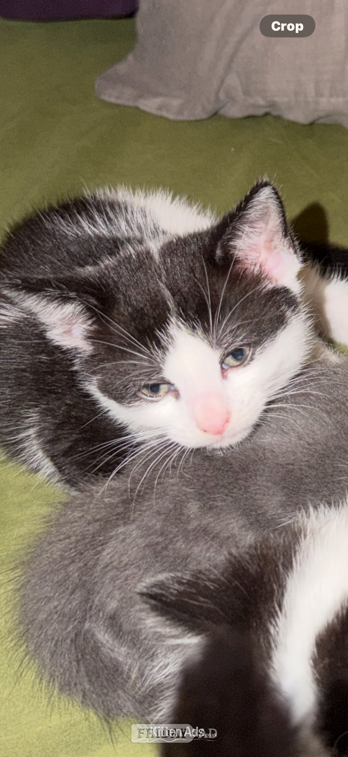 3 beautiful kittens ready 15th June  - Cats & Kittens in Bristol