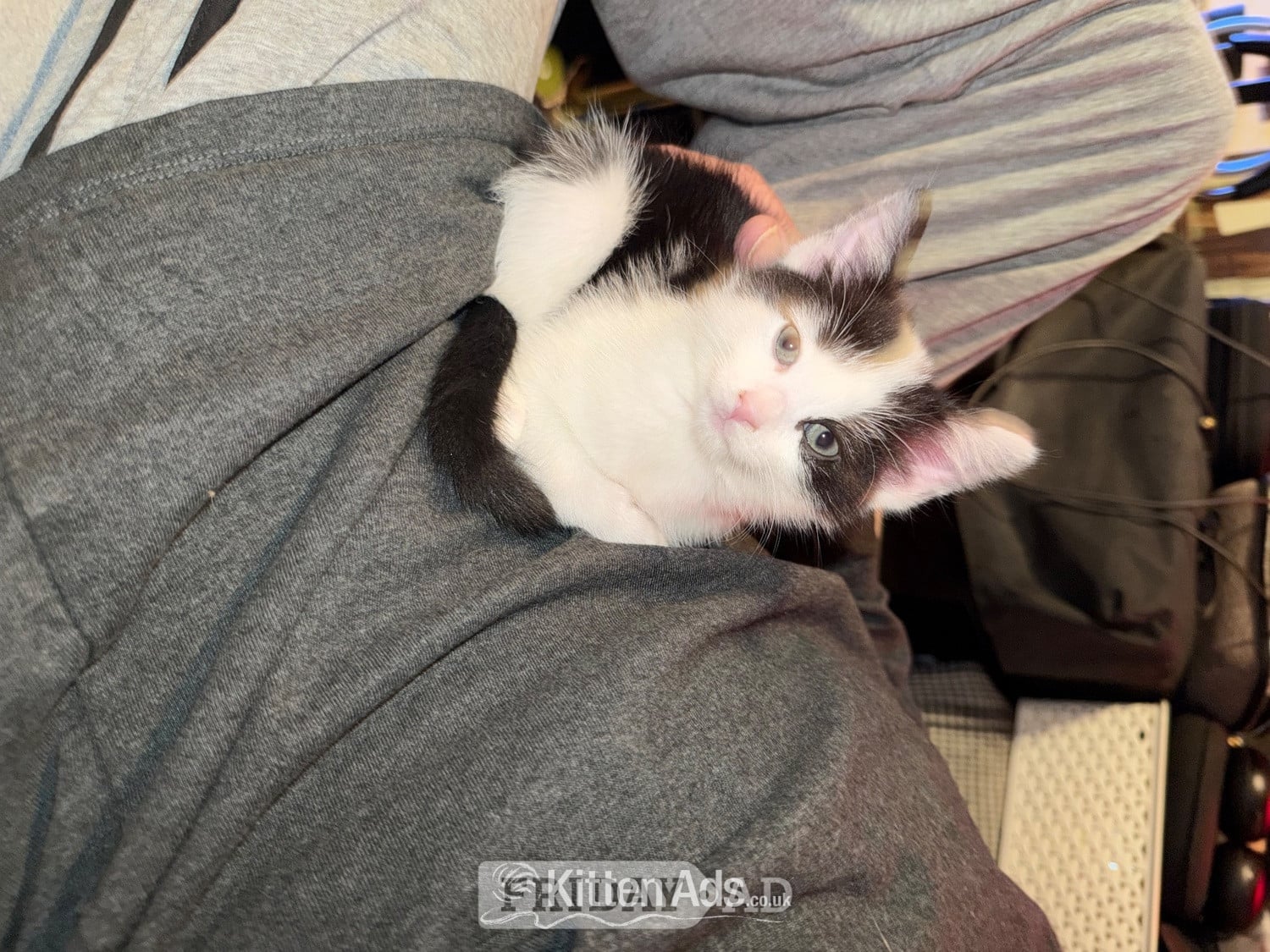 3 beautiful kittens ready 15th June  in Bristol