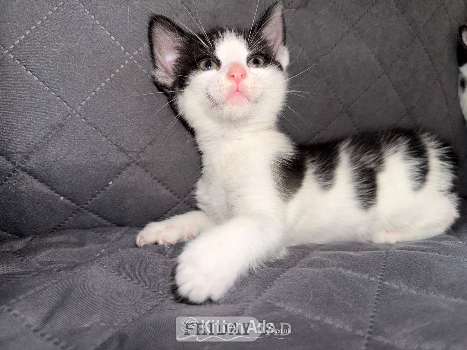 Bristol 3 beautiful kittens ready 15th June 