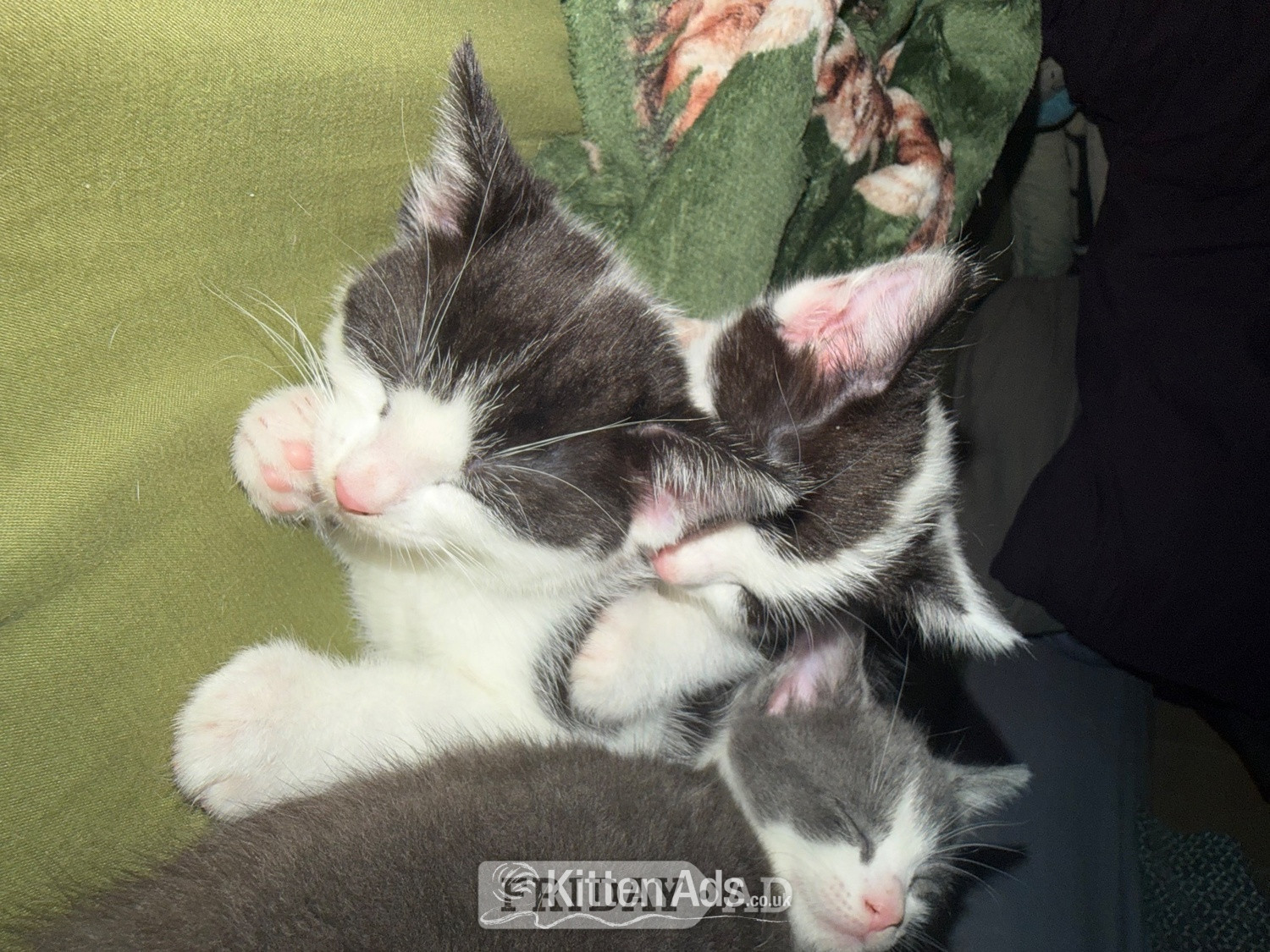 3 beautiful kittens ready 15th June  - Cats & Kittens