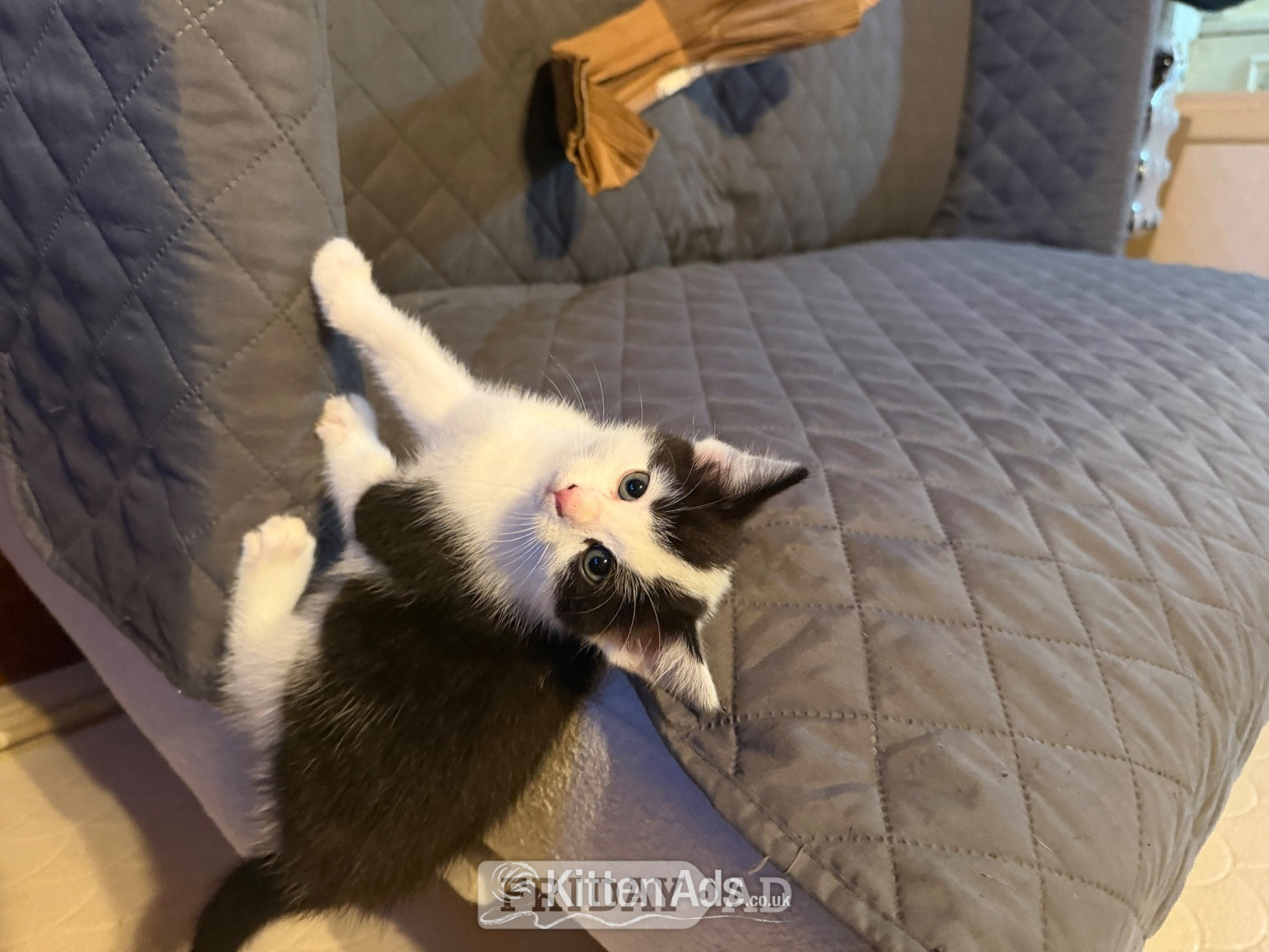 3 beautiful kittens ready 15th June 