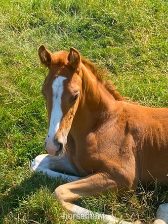 "unamed" Chestnut Colt Youngstock / Foal