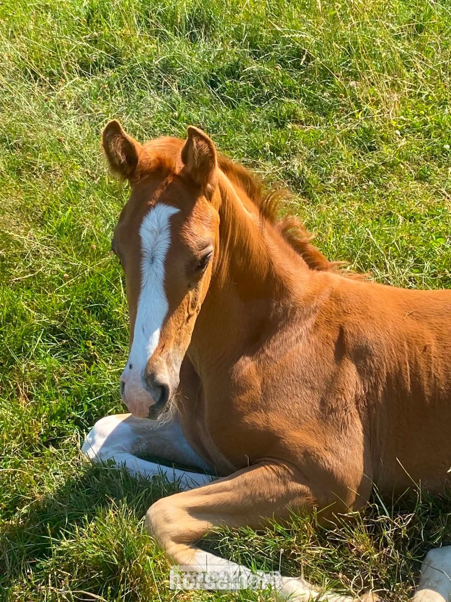 "unamed" Chestnut Colt Youngstock / Foal in Stafford