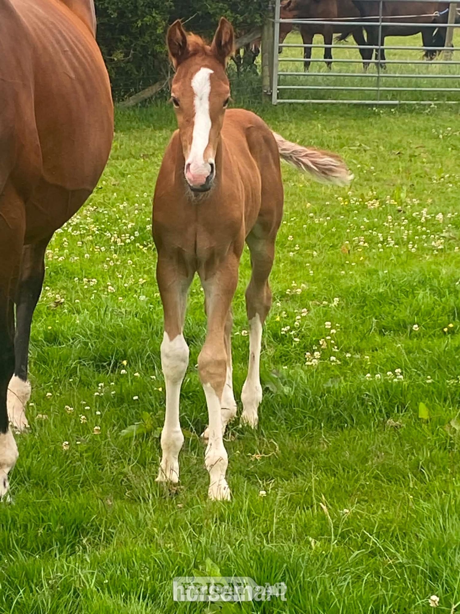 "unamed" Chestnut Colt Youngstock / Foal