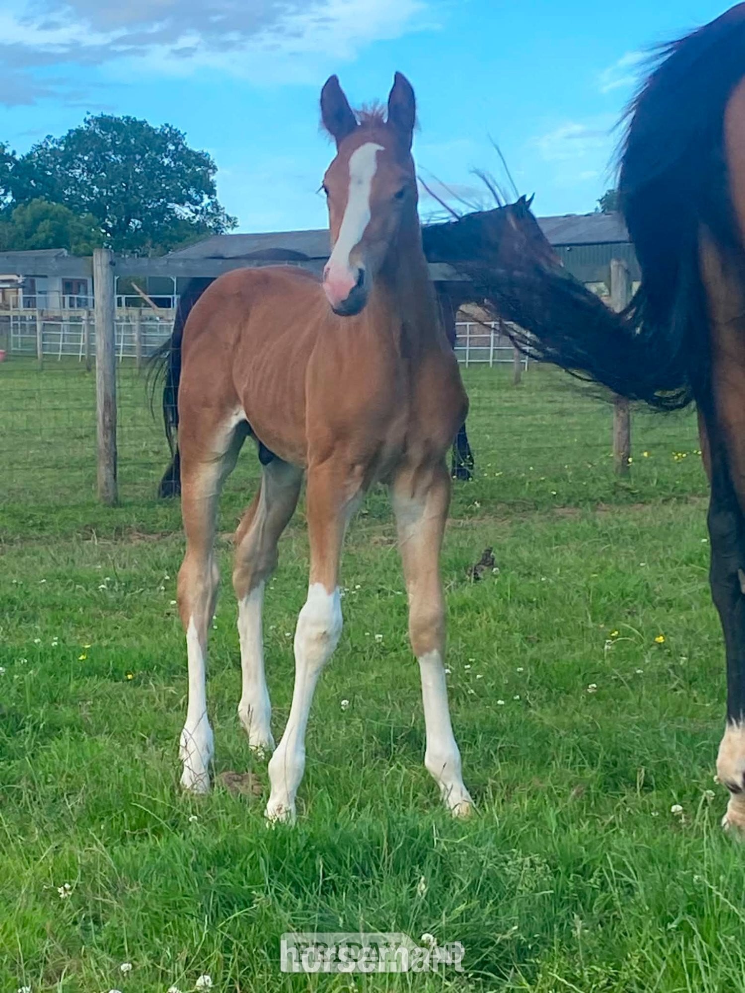 Stafford "unamed" Chestnut Colt Youngstock / Foal