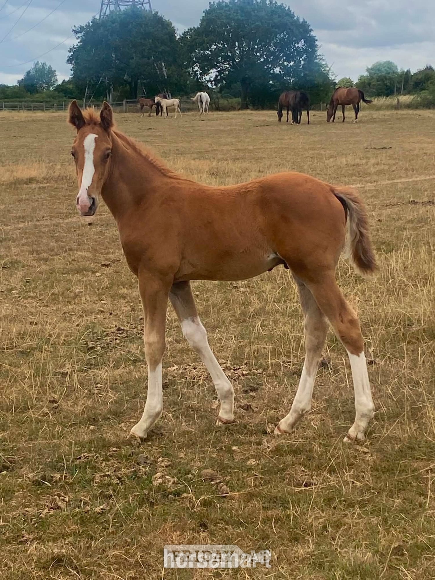 "unamed" Chestnut Colt Youngstock / Foal - Horses in Stafford