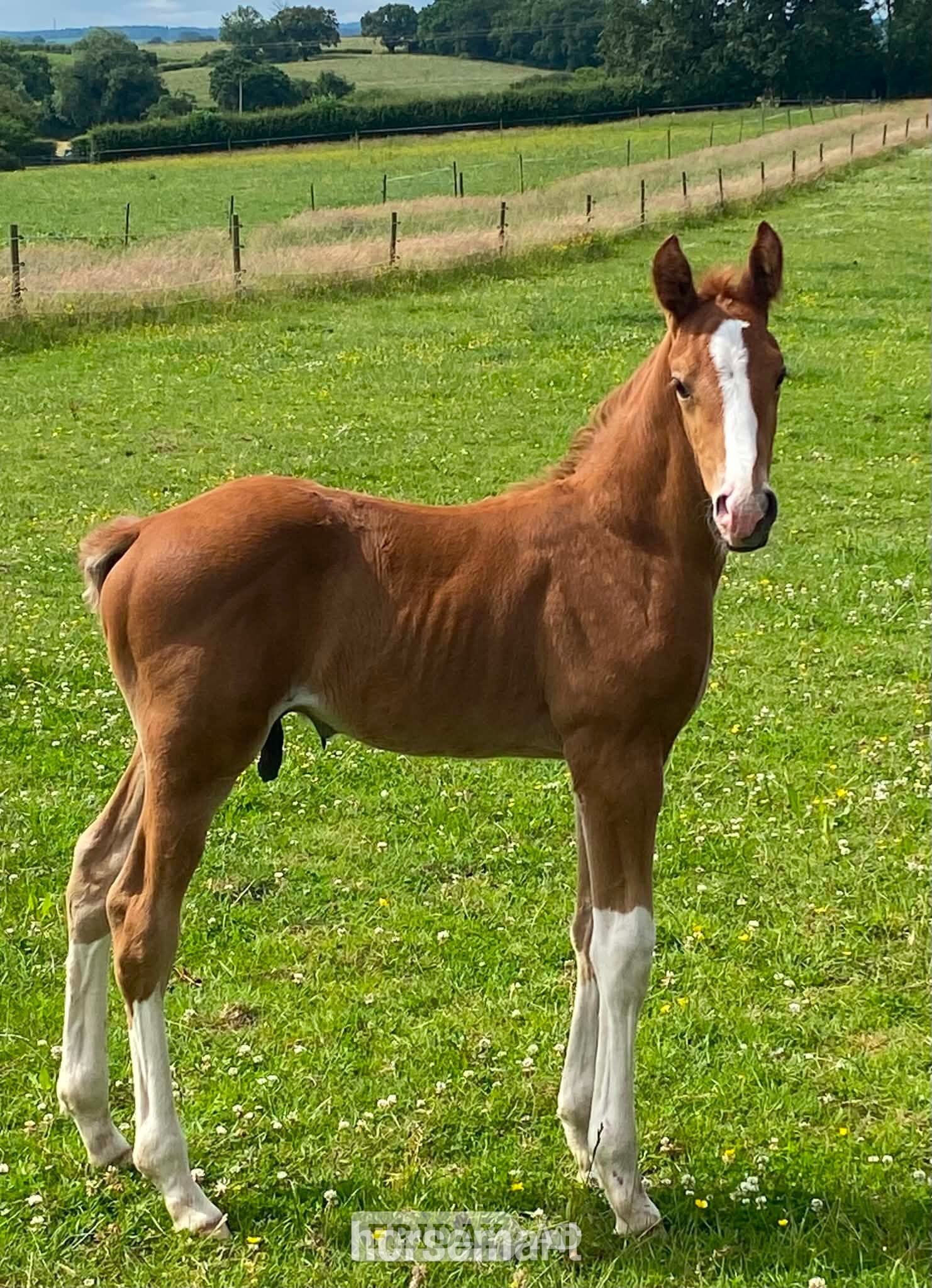 "unamed" Chestnut Colt Youngstock / Foal - Horses