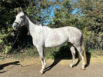 "Pepper" Grey Mare Show Jumper